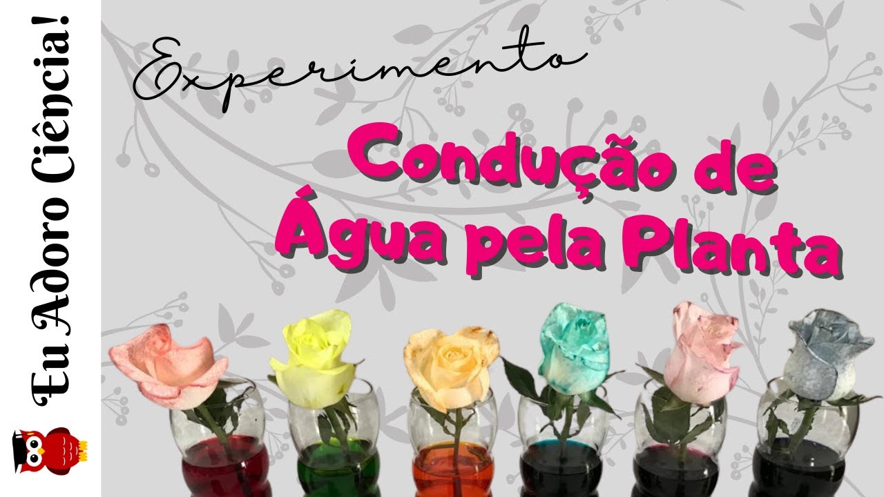 EXPERIMENTO: Condução de Água pela Planta | Ciências | Ensino Fundamental I