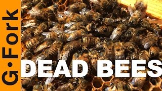 My Bees Are Dead, Here's Why - Beekeeping 101 - GardenFork