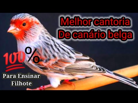Legítimo Canto De Canário Belga Para Ensinar Filhotes