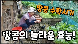 땅콩의 놀라운 효능과!수확 시기~ #땅콩의효능 #땅콩수확시기 #땅콩캐는시기 #땅콩재배방법