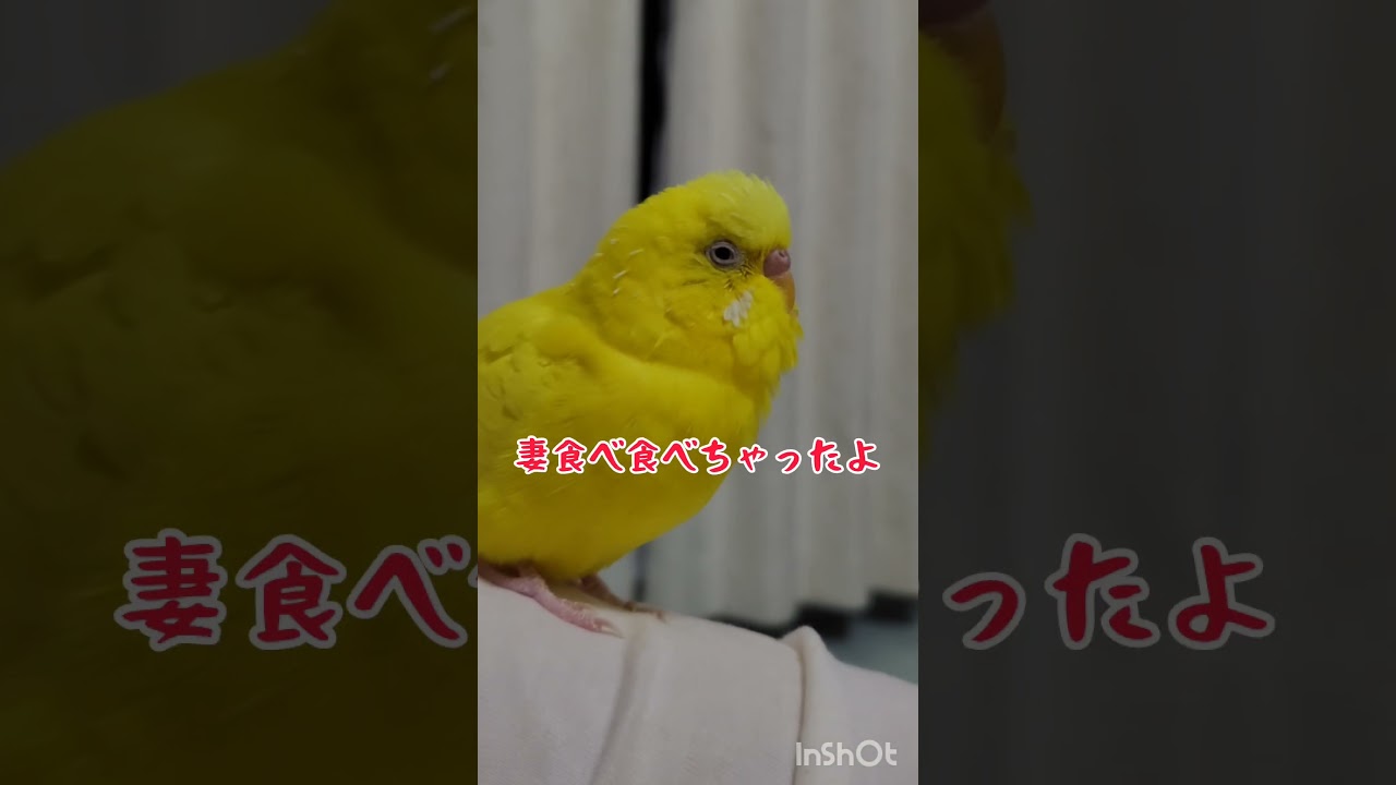 腹の動きがかわいいトリ