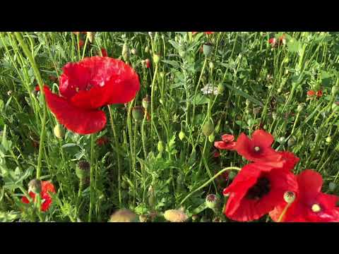 Big bumblebees landing on poppies