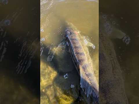 Learn how to jig zander in under a minute! Part 2 #zanderfishing #fishing #zander #elbe