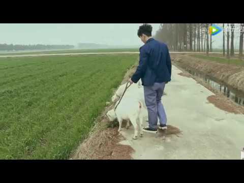 Yixing Zhang / LAY- EXO : Walking goats? ENG SUB