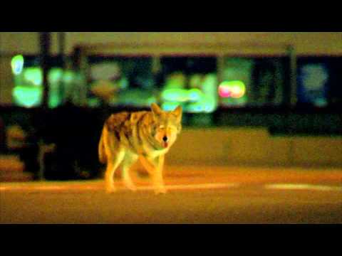 Collateral (2004) Coyote Scene 1080p