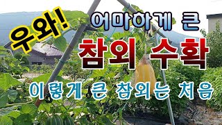 [텃밭농부 1,617]  우와!  어마어마하게 큰 참외 수확. 이렇게 큰 참외는 처음. #참외재배