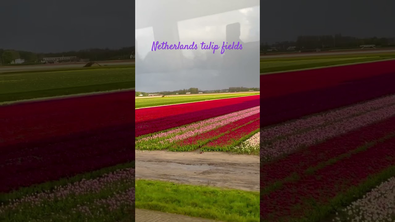 Netherlands Tulip Garden|Netherlands flower Garden |Holland Tulip Festival |Tulips in Holland