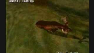 Sweet Kill Shots Dangerous Hunts