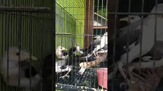 Download lagu jalak putih anakan mandiri fur kering mp3