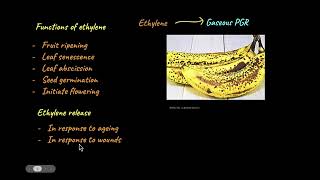 Ethylene and Abscisic Acid | Plant Growth and Development |biology| Khan Academy