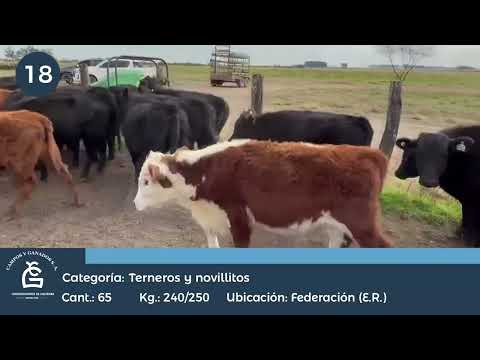 Lote MACHOS Y NLL INV- Federación E Rios