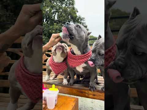 Picolé de Acerola, Mirtilo e Maçã Verde 🐾🤗 Receita pra Refrescar seu Cachorro em Dias Quentes 🐾