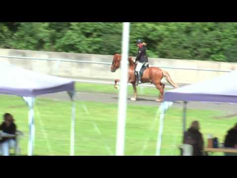 Tigull vom Kronshof, DIM 2009 V1