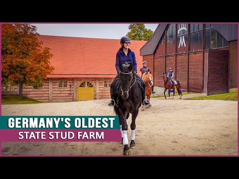 Riding the Beautiful Stallions at Marbach!