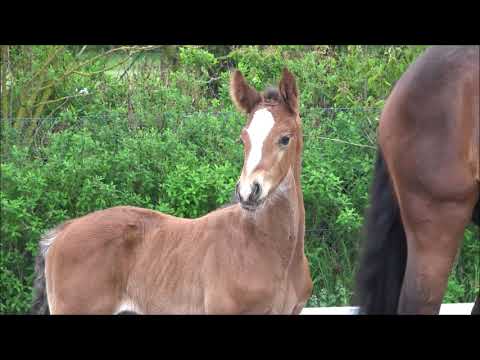 Hengstfohlen *2021 von Checkter - Vulkano - Julio Mariner xx - Libero H