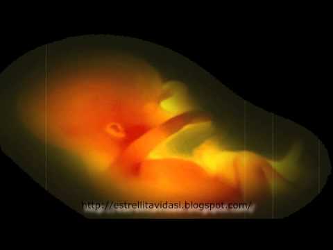 Padre F.Pavone -Lenguaje correcto del embarazo