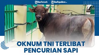 Oknum Prajurit TNI Terlibat Pencurian Sapi, Beraksi dengan Menggunakan Mobil Milik Anggota Polisi