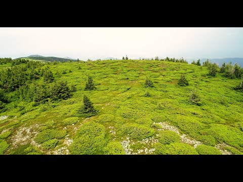 Parcul Natural Apuseni -  Habitate Montane / Alpine