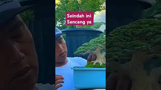 Download lagu Bonsai Sancang THE MAX 30CM #ppbi #pamnas #bonsaijawara #sancang mp3 Download lagu Bonsai Sancang THE MAX 30CM #ppbi #pamnas #bonsaijawara #sancang mp3