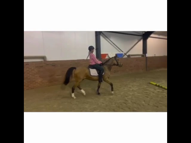 Cavalla Welsh Part Bred In vendita 2019 Isabella ,  VEENSTRA'S GRAPJAS