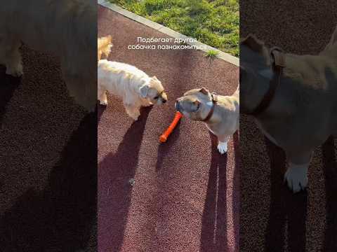 Почему все так боятся булли? 🥺 #булли #собака