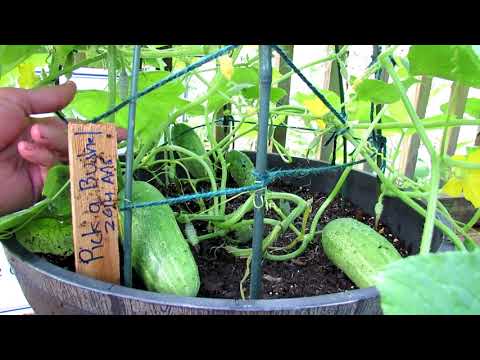 A Perfect Compact & Prolific Container Cucumber 'Pick a Bushel': Flower  & Vegetable Profiles
