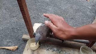 Download lagu AWAS MUSIM HUJAN !!! KESEHATAN DERKUKU TERANCAM ! mp3