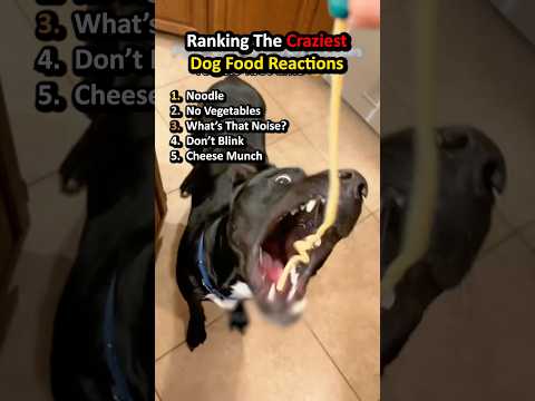 Classement des réactions les plus drôles des chiens face à la nourriture