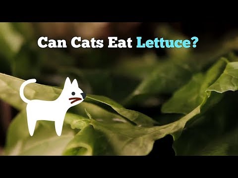 Can Cats Eat Lettuce | Green or Mean Choice for Your Kitten?