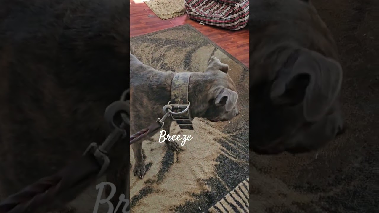 Enlarge Breeze, a ADOPTABLE mixed breed in San Pedro, CA video 4/4