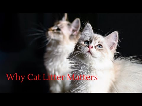 Why Cat Litter Matters