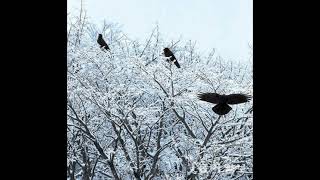 양병집  -  세마리 까마귀  (원곡 : Peter, Paul &amp; Mary - Three ravens) 1988