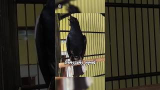 Download lagu Kacer full isian Murai, Cililin, Prenjak, Sikatan Londo, Pleci #suaraburungkacer #kacer mp3 Download lagu Kacer full isian Murai, Cililin, Prenjak, Sikatan Londo, Pleci #suaraburungkacer #kacer mp3