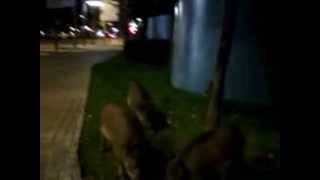 Barcelona - Pequeños Jabalíes Búsqueda de Alimento En La Ciudad - 24 a 25 de octubre de 2013!