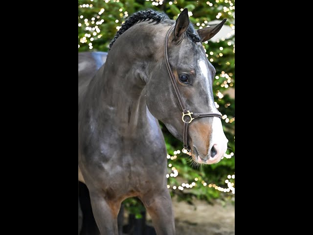 Charmanti Vh Beeckhof Z - walk & 360