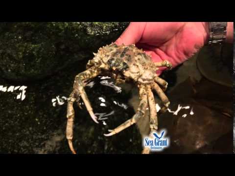 15 Second Science - Spider Crabs