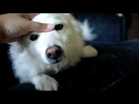 アメリカン エスキモー ドッグ