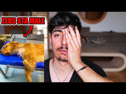 MY DOG ZEUS IS SICK..