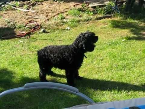 lieneke versus grasmachine