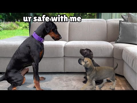 Rescue Puppies Mom Passed Away... Our Doberman Stepped Up