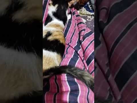 Head massage for a cat