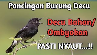 Download lagu Suara Burung Decu || Pancingan Burung Decu Bahan, jamin Nyautt... mp3