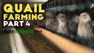 Quail farming, egg production and marketing | Quail farming Part 4 #Agribusiness