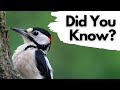Things You Need To Know About GREAT SPOTTED WOODPECKERS