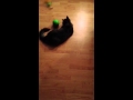 Luka's New Toy 