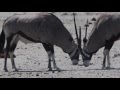 Oryx Fights