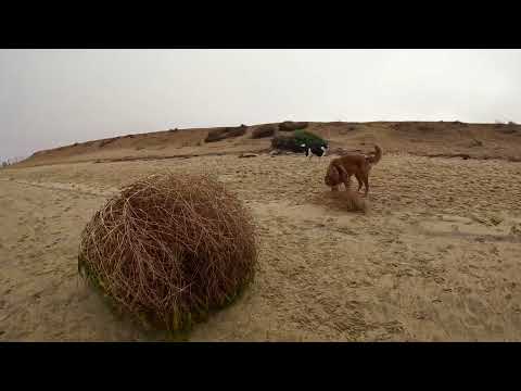 Fiesta Island beach walk