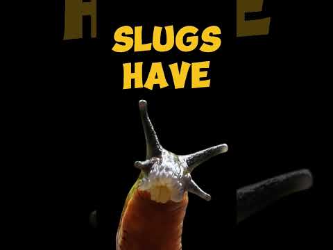 🐌🦷👃😱 SLUGS HAVE TEETH LIKE WHALES 😱👃🦷🐌 #fyp #trending #didyouknow? #funfacts #youtubeshorts #slug