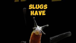 Download lagu 🐌🦷👃😱 SLUGS HAVE TEETH LIKE WHALES 😱👃🦷🐌 #fyp #trending #didyouknow? #funfacts #youtubeshorts #slug mp3