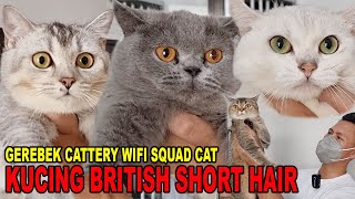 Download lagu GEREBEK KOLEKSI KUCING BRITISH SHORT HAIR WIFI SQUAD CAT CATTERY mp3